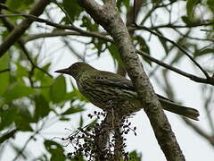 Olive-backed Oriole