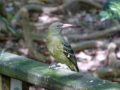 Green Oriole