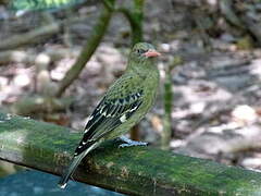 Green Oriole