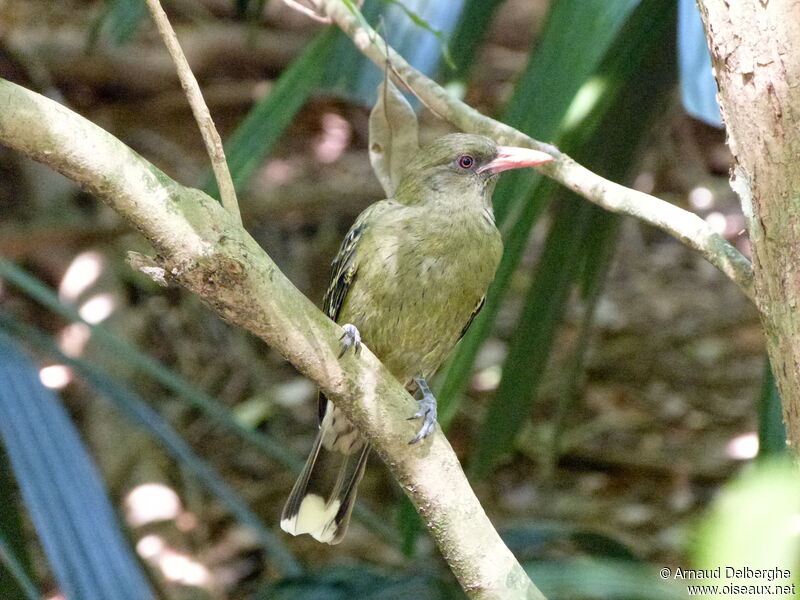 Green Oriole