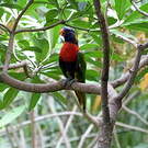 Loriquet à col rouge