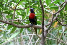 Loriquet à col rouge