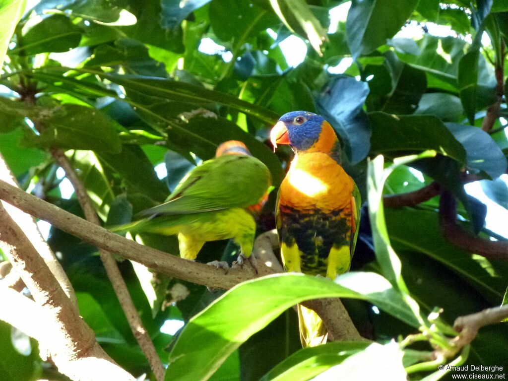 Red-collared Lorikeet