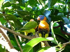 Red-collared Lorikeet