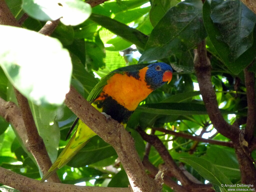 Loriquet à col rouge