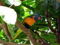 Loriquet à col rouge