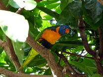 Loriquet à col rouge