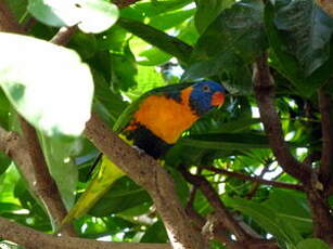 Loriquet à col rouge