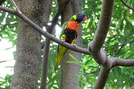 Coconut Lorikeet