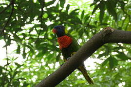 Coconut Lorikeet