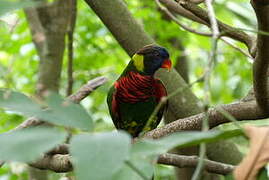 Coconut Lorikeet