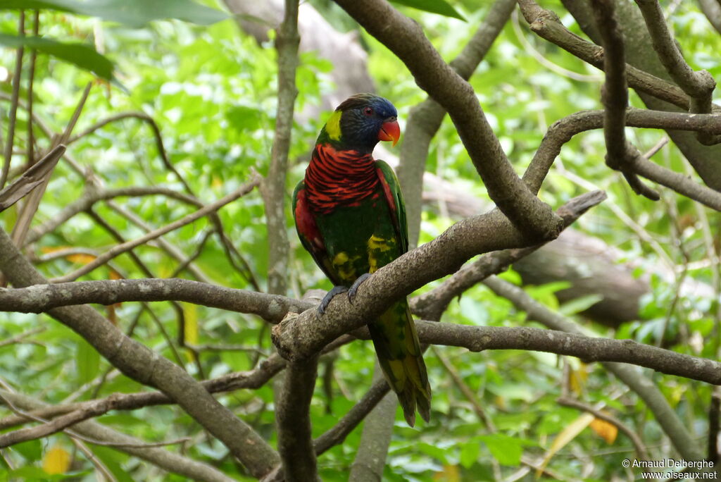 Loriquet à tête bleue