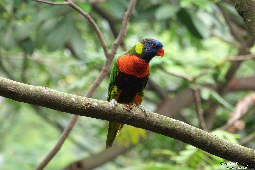 Coconut Lorikeet