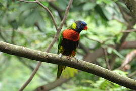 Coconut Lorikeet