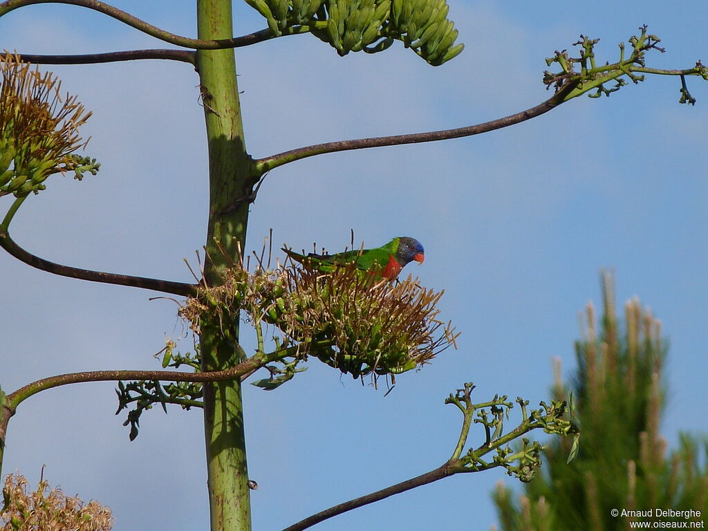 Coconut Lorikeet