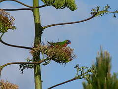 Coconut Lorikeet