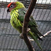 Goldie's Lorikeet