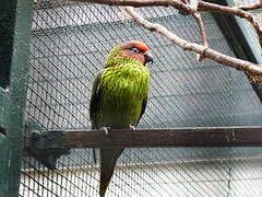 Goldie's Lorikeet