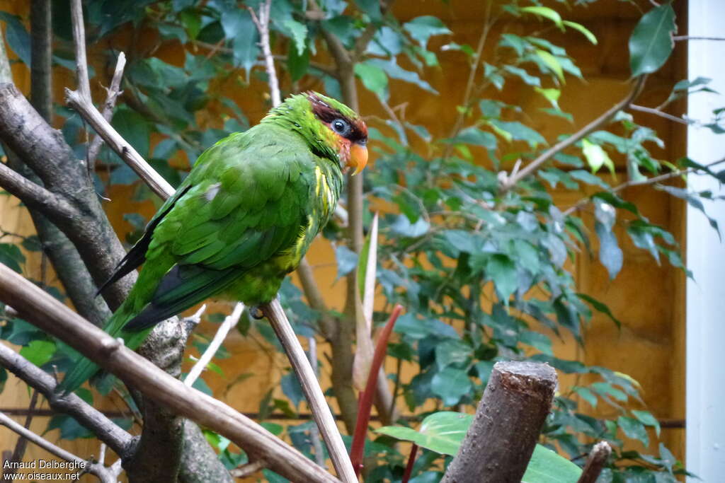 Mindanao Lorikeet, identification