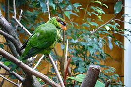 Mindanao Lorikeet