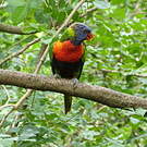 Loriquet de Swainson