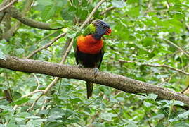 Rainbow Lorikeet