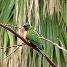 Loriquet de Swainson