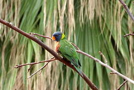 Rainbow Lorikeet