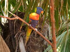 Rainbow Lorikeet