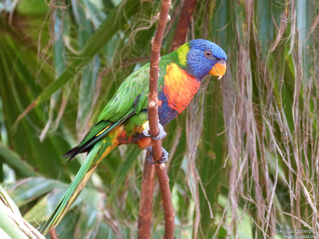 Rainbow Lorikeet