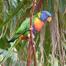 Loriquet de Swainson