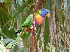 Rainbow Lorikeet