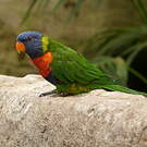 Loriquet de Swainson