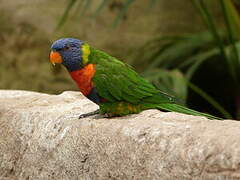 Rainbow Lorikeet