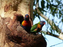 Rainbow Lorikeet