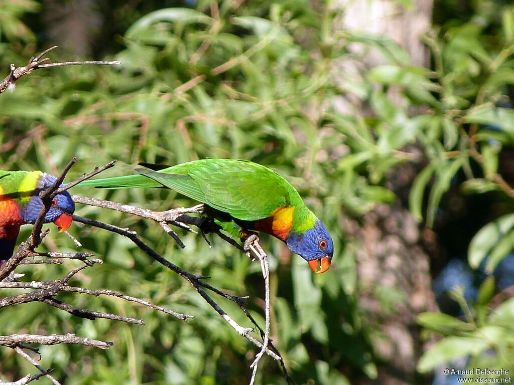 Loriquet de Swainson