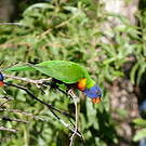 Loriquet de Swainson