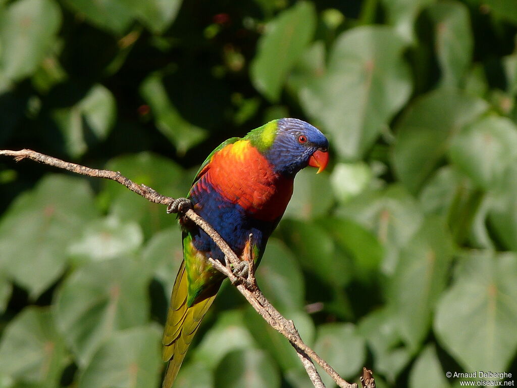 Loriquet de Swainson