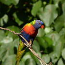 Loriquet de Swainson
