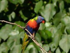 Rainbow Lorikeet