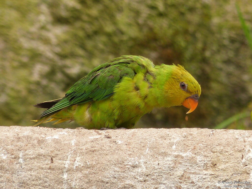 Olive-headed Lorikeet