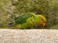 Olive-headed Lorikeet