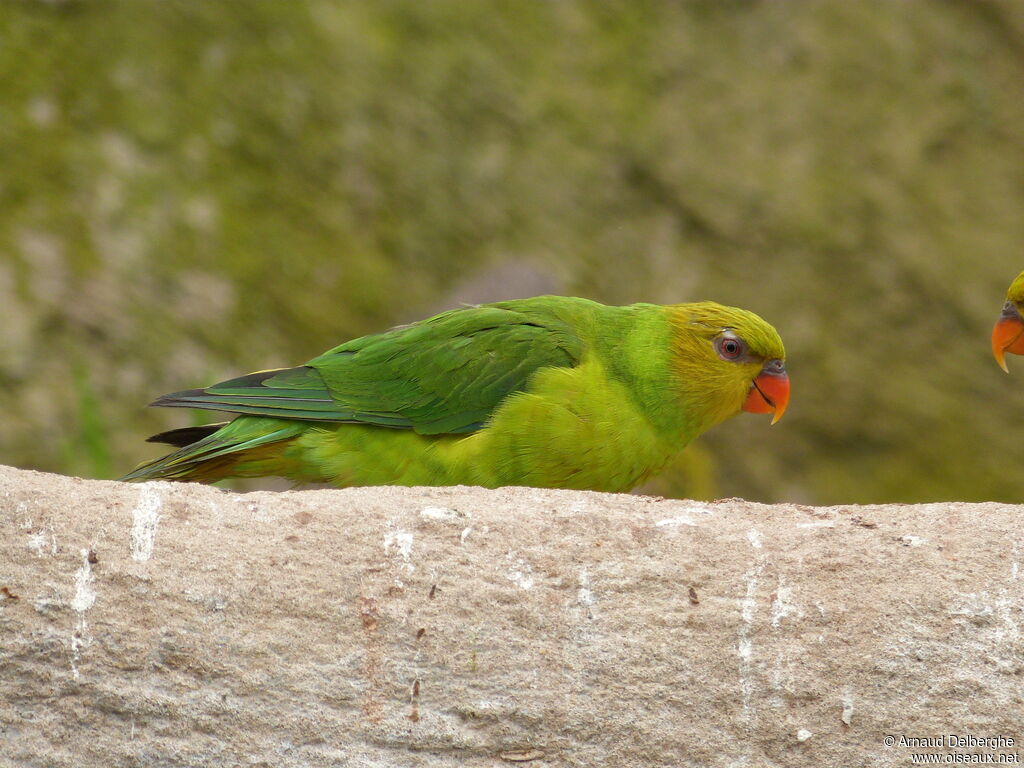 Olive-headed Lorikeet