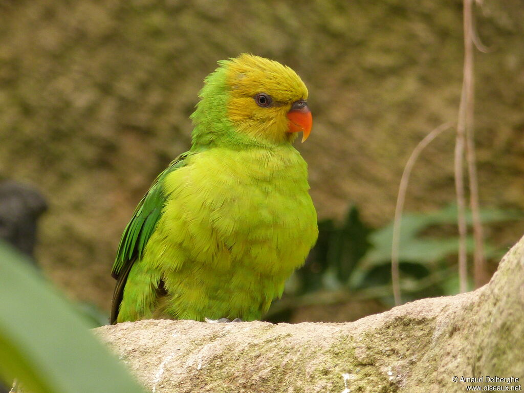 Olive-headed Lorikeet