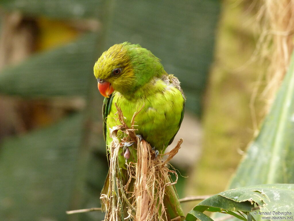 Olive-headed Lorikeet