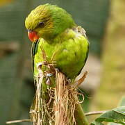 Olive-headed Lorikeet