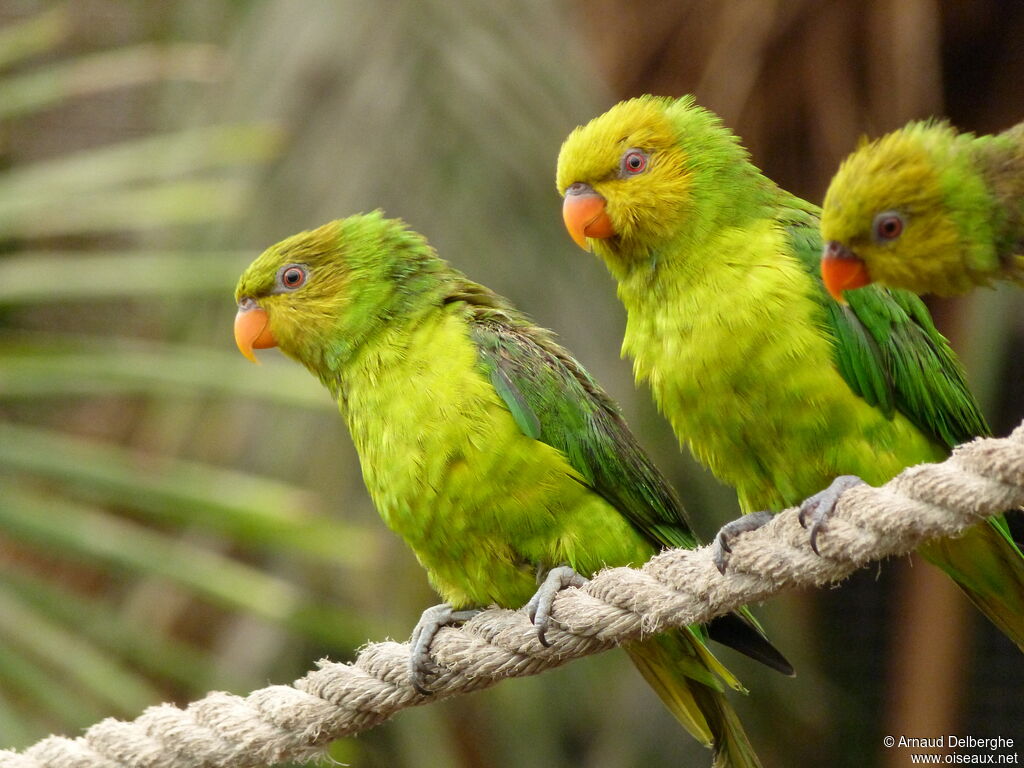 Olive-headed Lorikeet