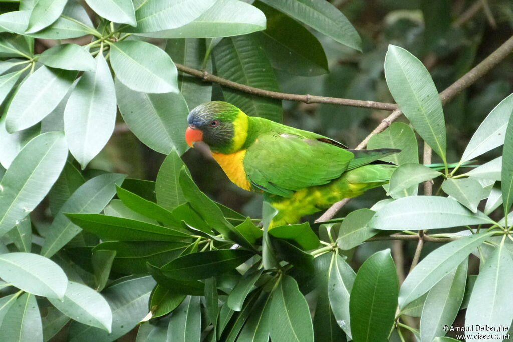 Marigold Lorikeet