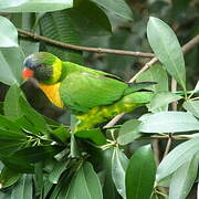 Marigold Lorikeet