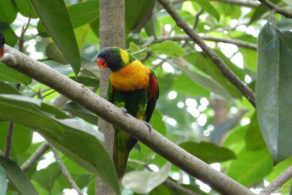 Marigold Lorikeet